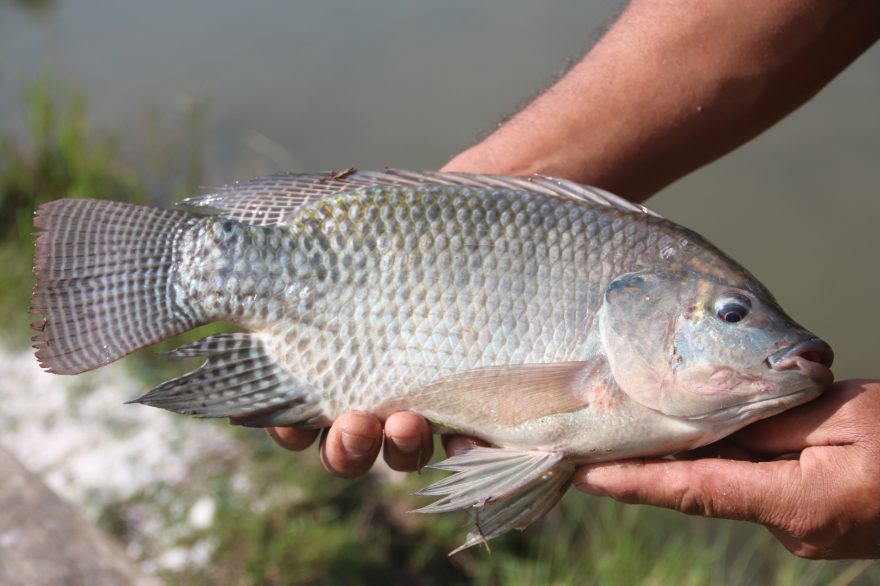 Feira do Peixe abre programação da Semana Santa em PG Correio dos