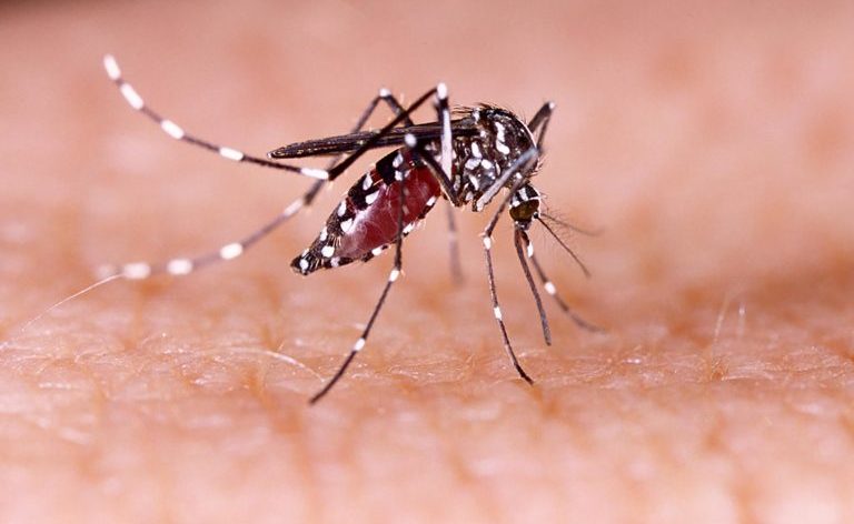 Se debe redoblar la atención en la lucha contra los mosquitos del dengue |  Correo del campus