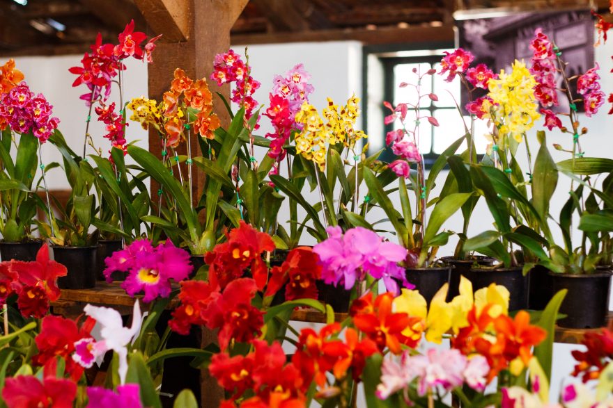 Parque Histórico receberá Exposição de Orquídeas, Cactos e Suculentas |  Correio dos Campos - Notícias dos Campos Gerais