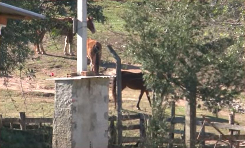 Homem mata cavalo do vizinho a tiros na zona rural de Carinhanha