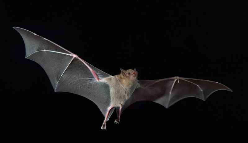 El control de las zoonosis advierte contra los murciélagos |  Correo del campus